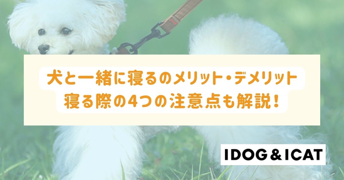 犬と一緒に寝るのメリット・デメリットとは？寝る際の4つの注意点も解説！