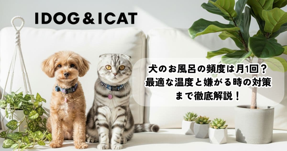 犬のお風呂の頻度は月1回?最適な温度と嫌がる時の対策まで徹底解説!