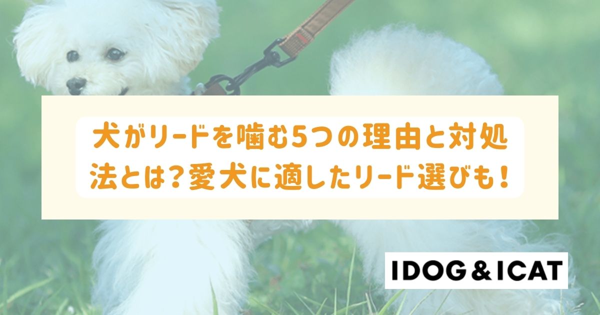 犬がリードを噛む6つの理由とその対処法とは？愛犬に適したリード選びも！