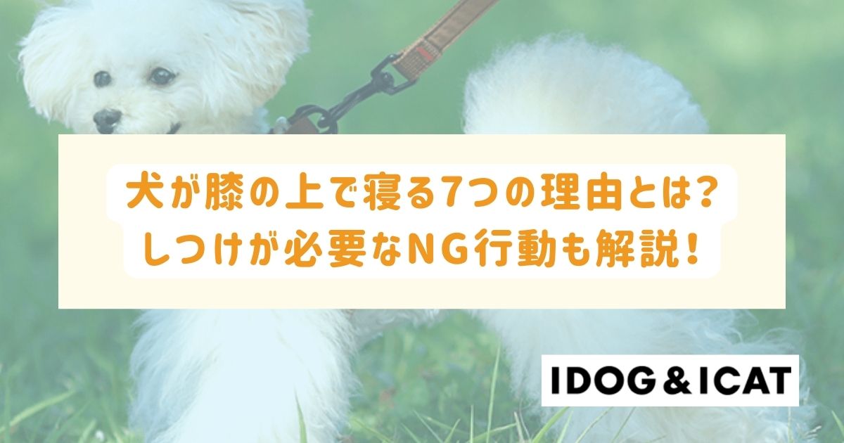 犬が膝の上で寝る7つの理由とは？しつけが必要なNG行動も解説！