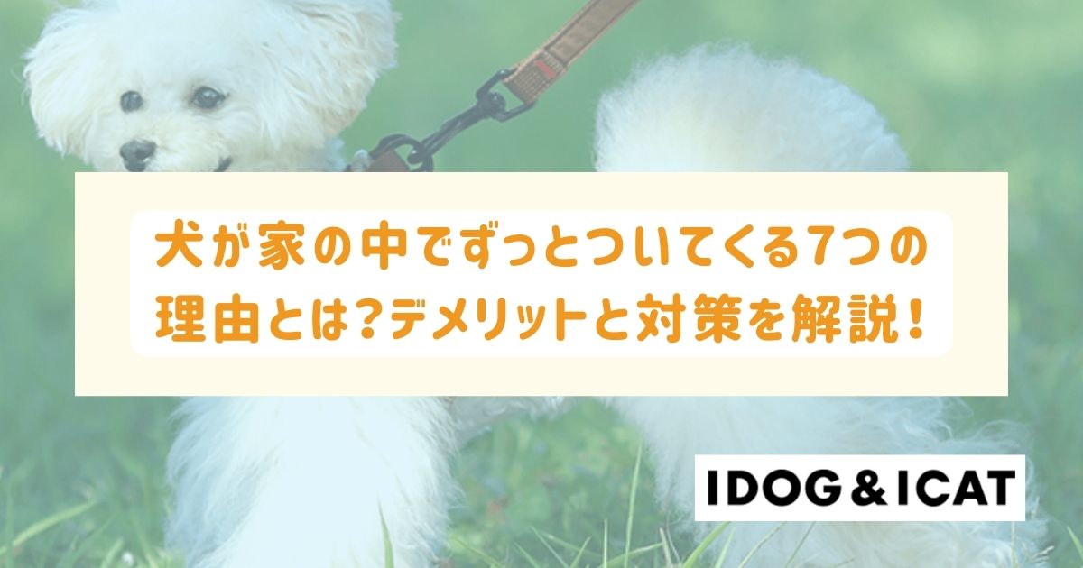 犬が家の中でずっとついてくる7つの理由とは？デメリットと対策を解説！