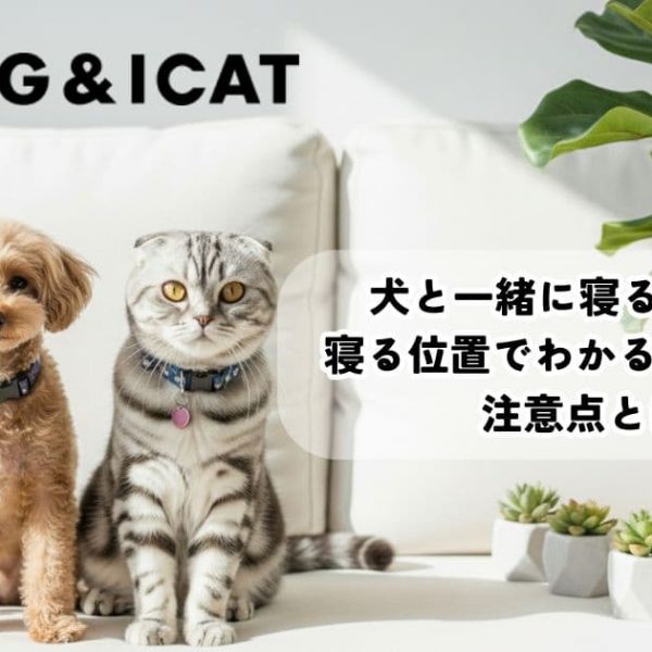 犬と一緒に寝るのはOK？寝る位置でわかる心理と4つの注意点とは？