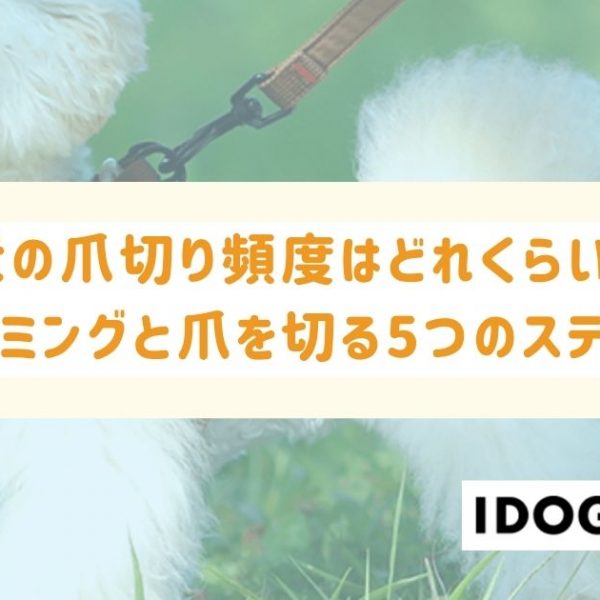 犬の爪切り頻度はどれくらい？タイミングと爪を切る5つの手順も解説