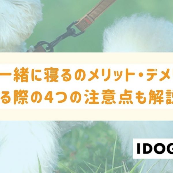 犬と一緒に寝るのメリット・デメリットとは？寝る際の4つの注意点も解説！