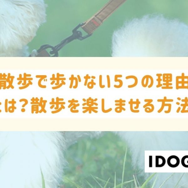 犬が散歩で歩かない5つの理由と対策とは？散歩を楽しませる方法も解説！