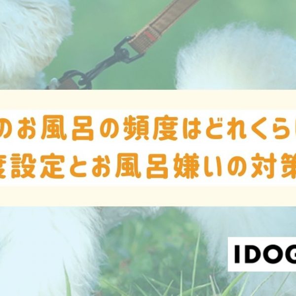 犬のお風呂の頻度はどれくらい？適切な温度設定とお風呂嫌いの対策も解説！