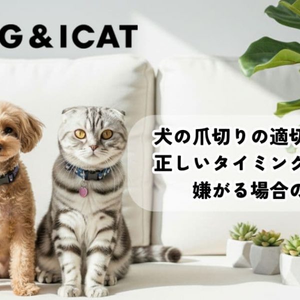 犬の爪切りの適切な頻度は？正しいタイミングと切り方、嫌がる場合の対策も