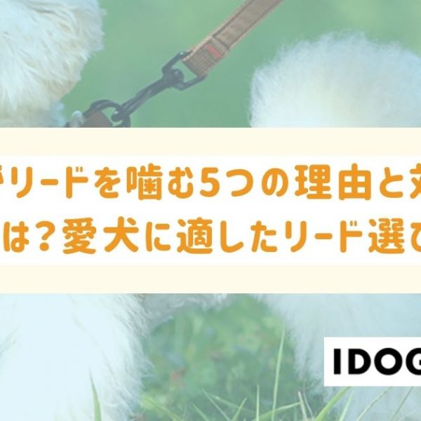 犬がリードを噛む6つの理由とその対処法とは？愛犬に適したリード選びも！