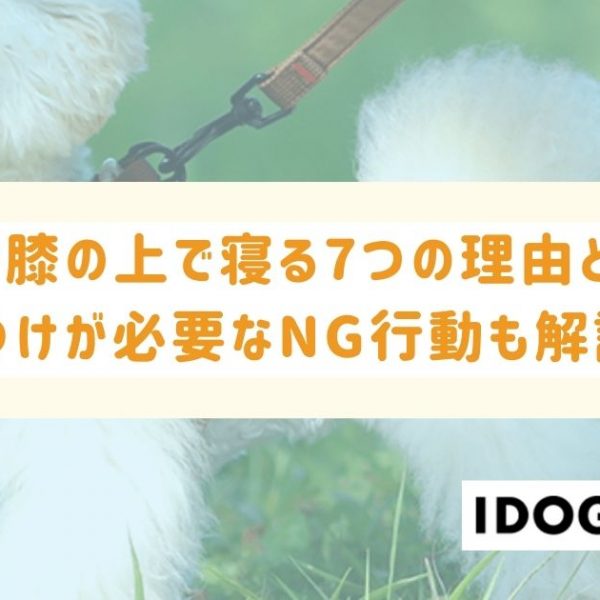 犬が膝の上で寝る7つの理由とは？しつけが必要なNG行動も解説！