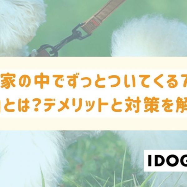 犬が家の中でずっとついてくる7つの理由とは？デメリットと対策を解説！