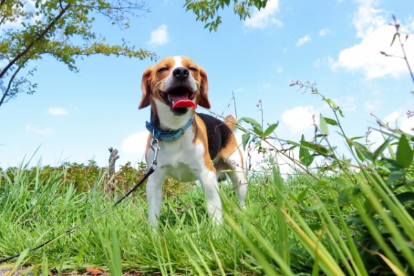 花粉症の犬がさけるべき草むら