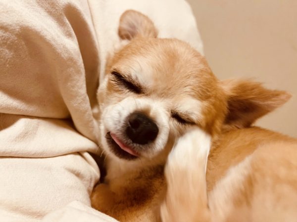 花粉症でかゆい犬