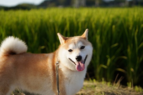 花粉症になりやすい犬の代表の柴犬が草むらにいる