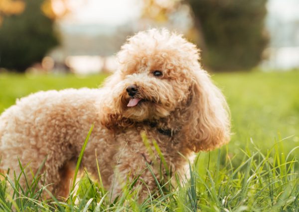 犬も花粉症になるってほんと？症状と対策を徹底解説・おすすめのグッズも