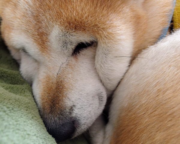 うちの犬もしかして認知症かも？ボケ症状の原因と予防対策を解説