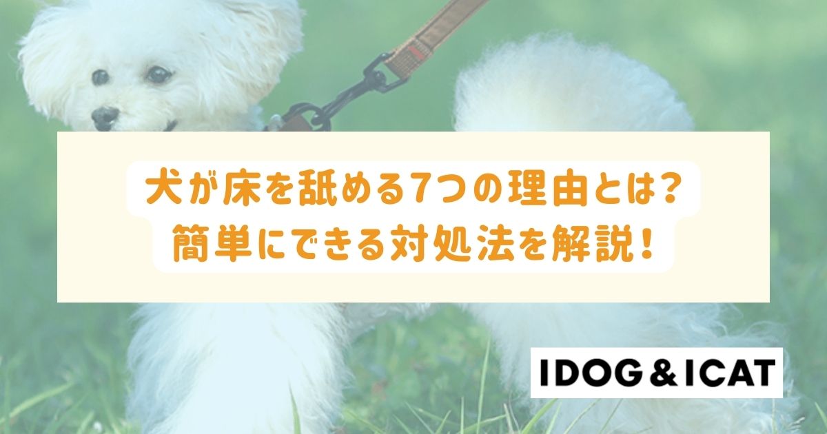 犬が床を舐める7つの理由とは？その心理と簡単にできる対処法を解説！