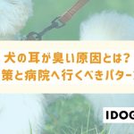 犬の耳が臭い原因とは？3つの予防策と早急に病院へ連れて行くべきケースも！