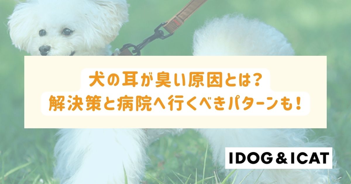 犬の耳が臭い原因とは？3つの予防策と早急に病院へ連れて行くべきケースも！