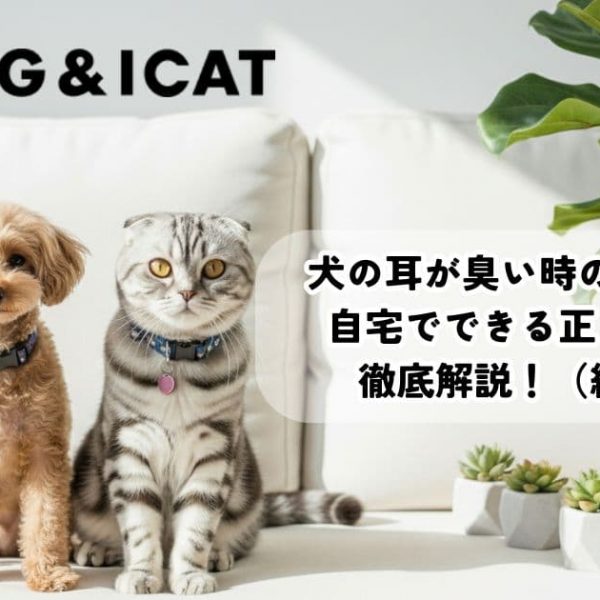 犬の耳が臭い時の対処法は？綿棒はNG？自宅でできる正しいケアを解説！