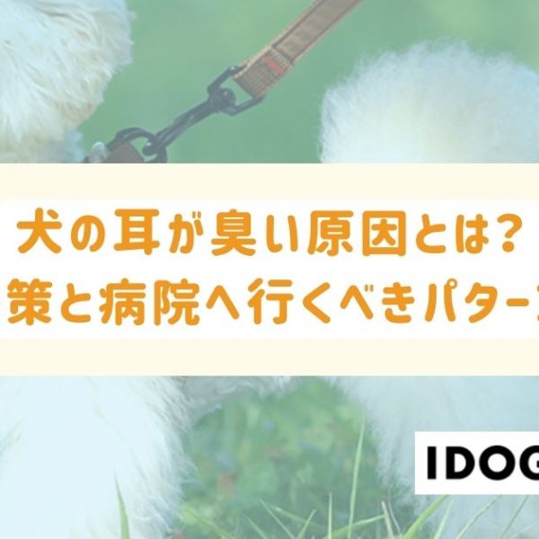 犬の耳が臭い原因とは？3つの予防策と早急に病院へ連れて行くべきケースも！