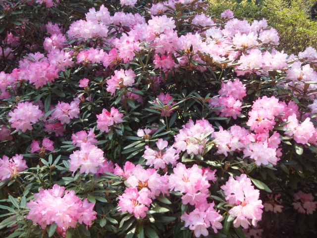 犬に危険な花と野草の写真