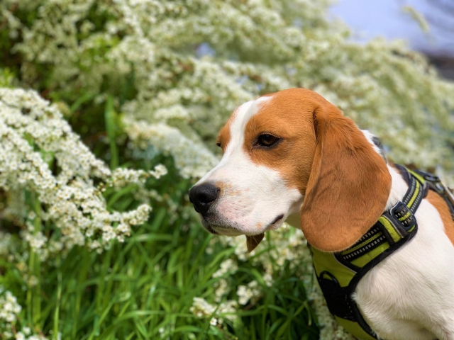 犬に危険な野草の写真