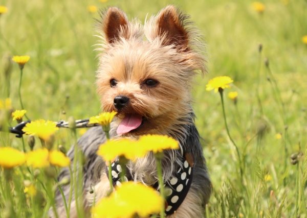 気をつけて！犬に危険な花と野草・散歩コースにある危険な春の植物を写真付きで解説