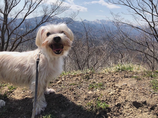 犬に危険な花と野草に気をつけてアウトドアを楽しむ犬