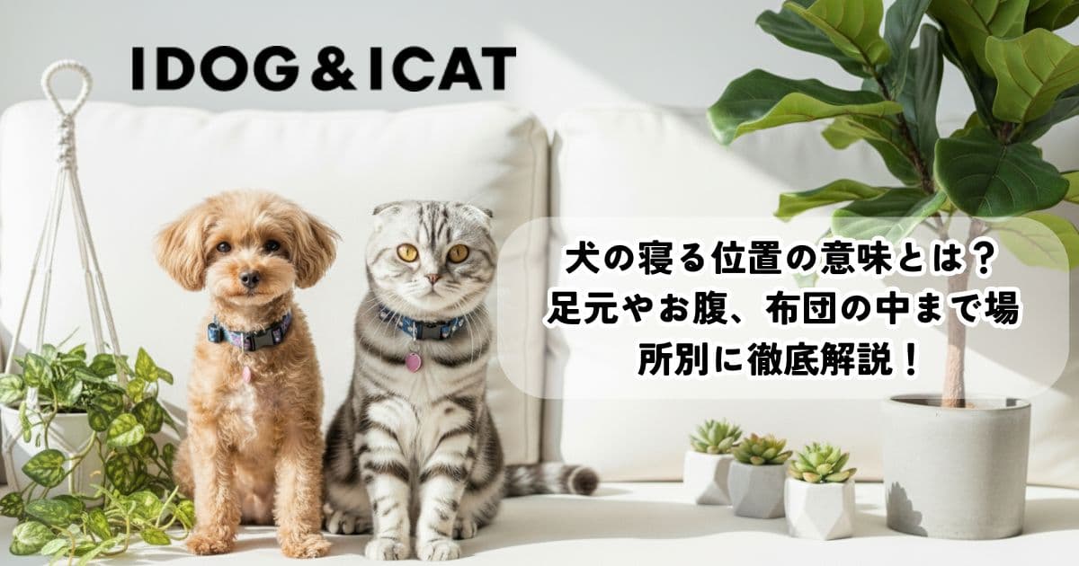 犬の寝る位置の意味とは？足元やお腹、布団の中まで場所別に徹底解説！