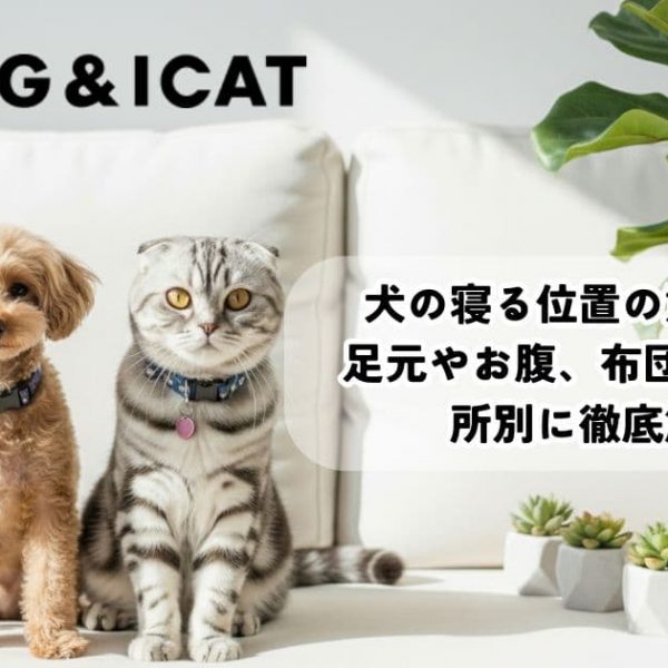 犬の寝る位置の意味は？足元やお腹、布団の中まで場所別に徹底解説！