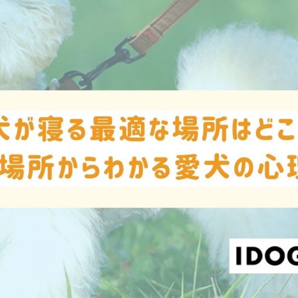 犬が寝る最適な場所はどこ?寝る場所からわかる愛犬の心理も解説!