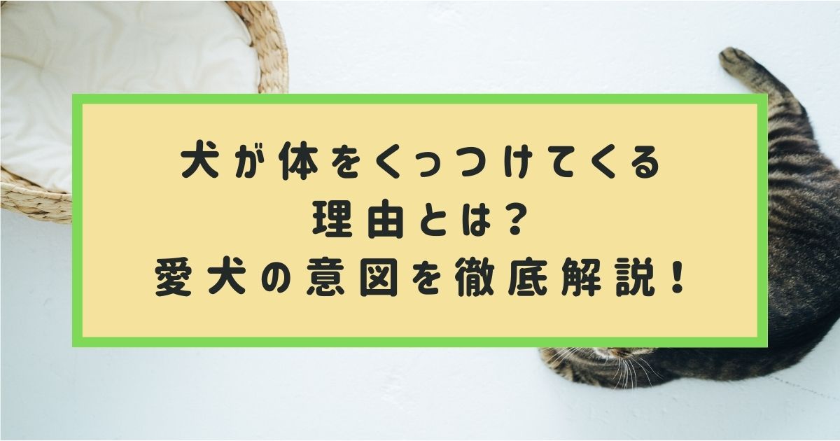 犬が体をくっつけてくる理由とは?行動別に愛犬の意図を徹底解説!