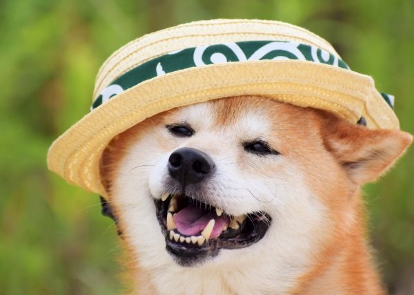 がんや白内障のリスクも?犬の紫外線対策が必要な理由とおすすめ対策グッズ