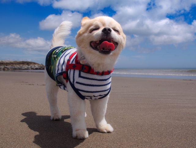 紫外線対策をしたあとで日差しを浴びて微笑む犬