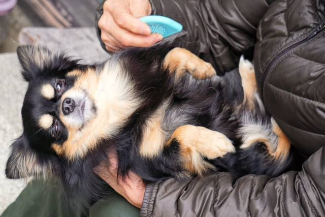 気持ちよくブラッシングされる犬