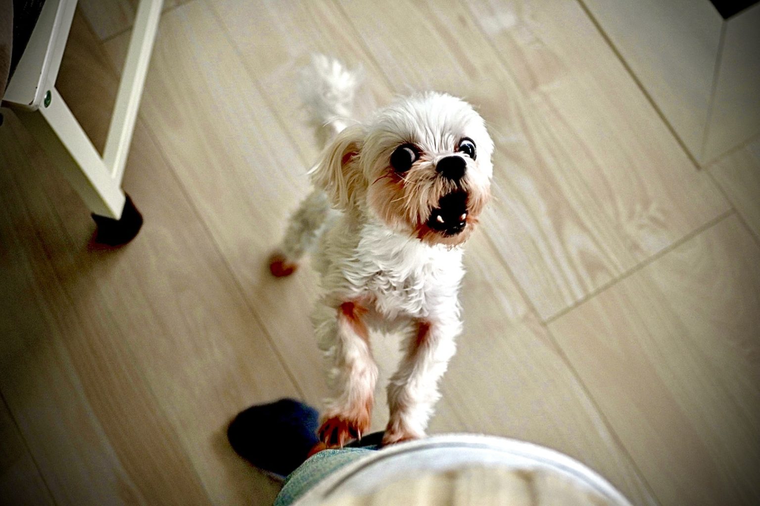 犬が唸る8つの理由とは？状況別に適した対処法を実践しよう！ – IDOG&ICAT