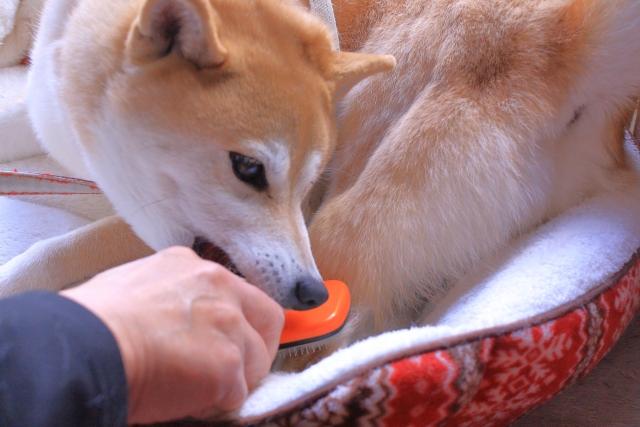 ブラッシングを嫌がってブラシを噛む犬