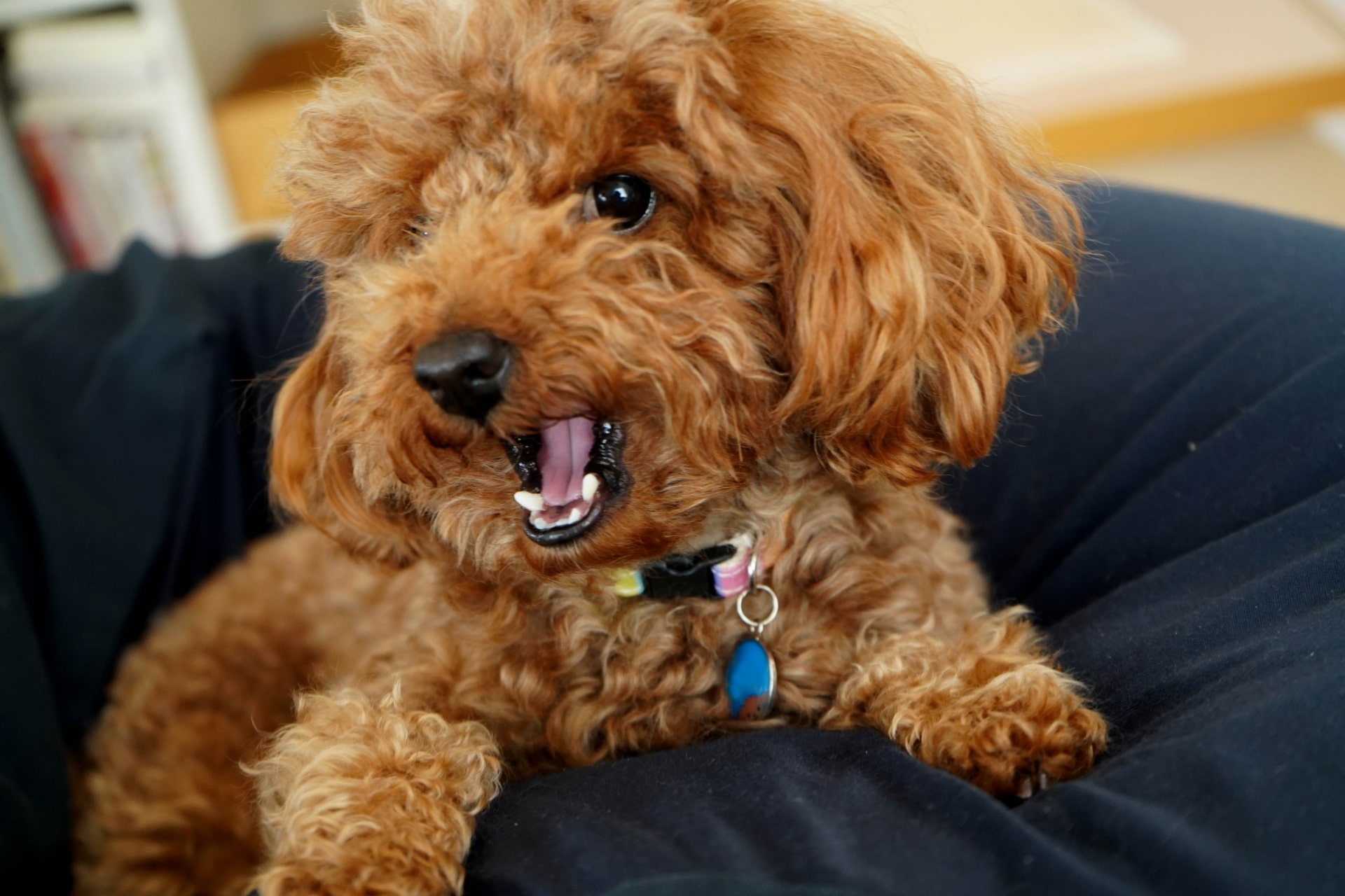 犬が唸る8つの理由とは？状況別に適した対処法を実践しよう！ – IDOG&ICAT