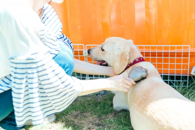 気持ちよくブラッシングされる犬