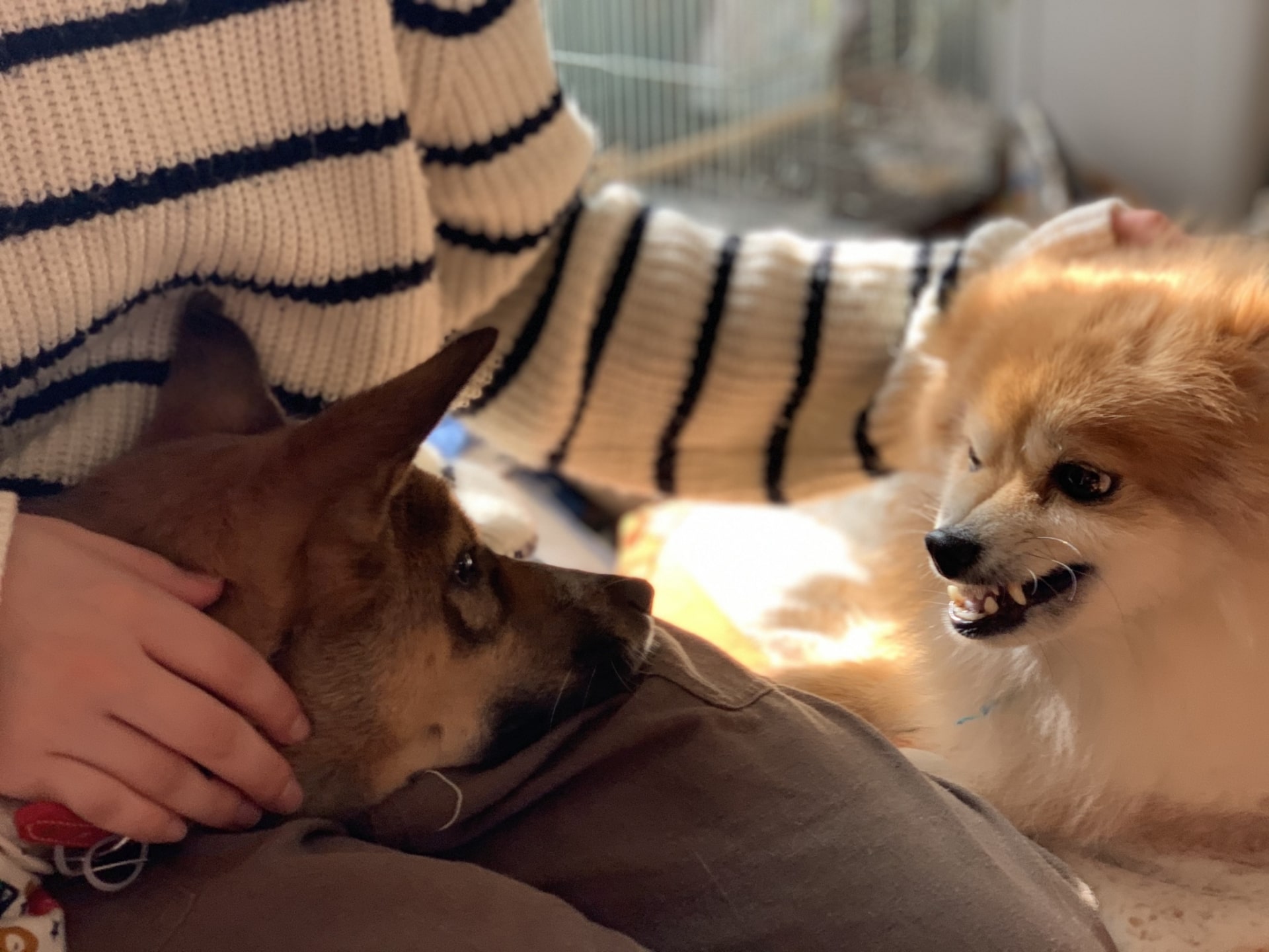 犬が唸る8つの理由とは？状況別に適した対処法を実践しよう！ – IDOG&ICAT