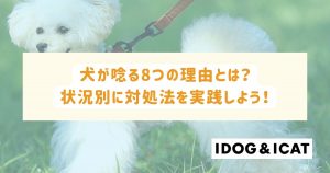 犬が唸る8つの理由とは？状況別に適した対処法を実践しよう！ – IDOG&ICAT