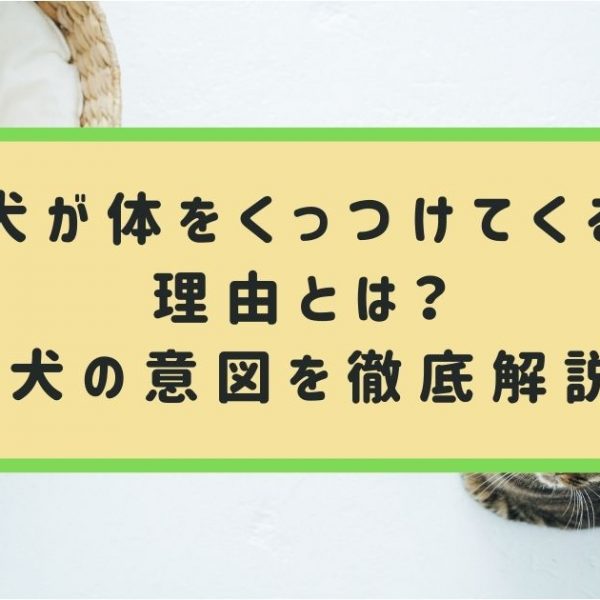 犬が体をくっつけてくる理由とは？行動別に愛犬の意図を徹底解説！