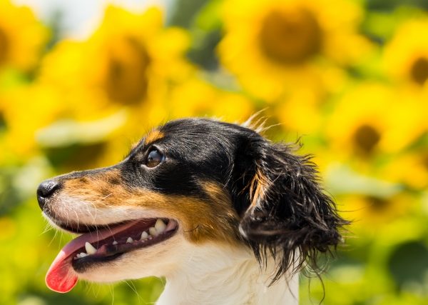 食べちゃダメ！犬にとって危険な夏の植物と花を写真付きで徹底解説