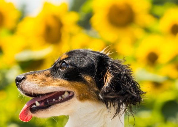 食べちゃダメ!犬にとって危険な夏の植物と花を写真付きで徹底解説