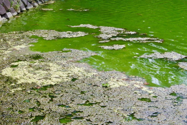 夏の犬の散歩で危険な夏の植物・アオコ