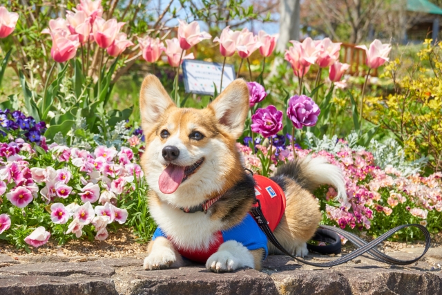 夏の犬の散歩で危険な夏の植物と花をチェック