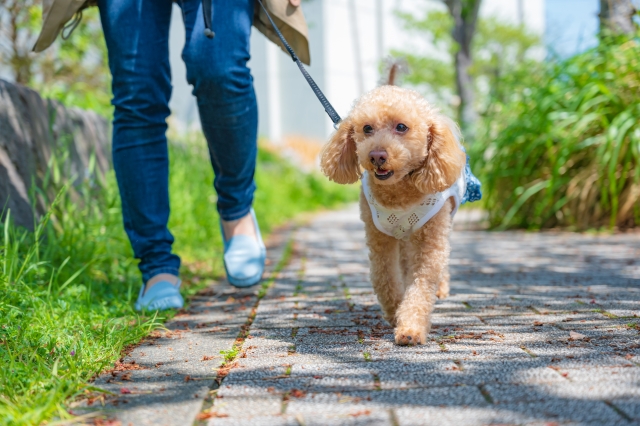 夏の犬の散歩で危険な夏の植物と花をチェック