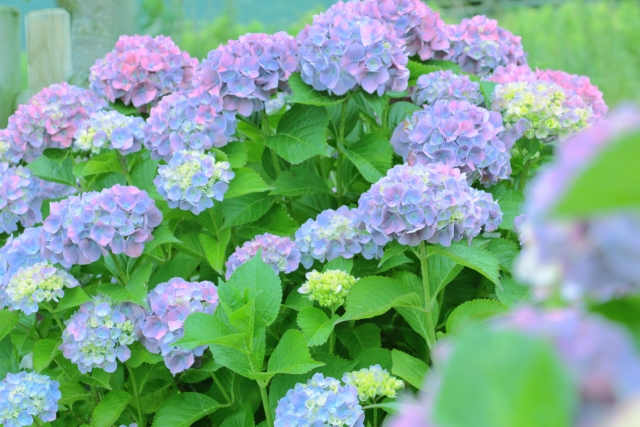 夏の犬の散歩で危険な夏の花・アジサイ