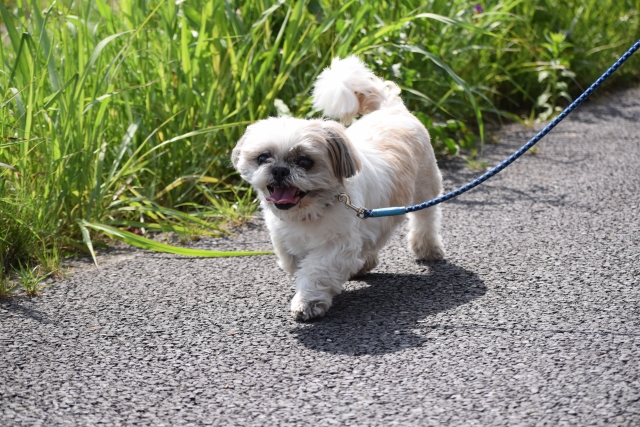 夏の犬の散歩で危険な夏の植物と花をチェック