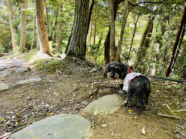 夏の犬の散歩とアウトドアで危険な夏の植物と花をチェック